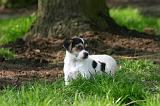 JACK RUSSEL 408